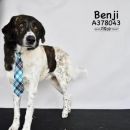 BENJI's profile on Petfinder.com
