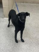 TYRA's profile on Petfinder.com