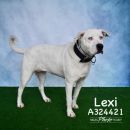 LEXI's profile on Petfinder.com