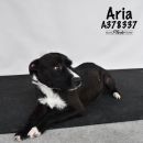 A378337's profile on Petfinder.com