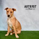 ALICE's profile on Petfinder.com