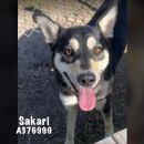 SAKARI's profile on Petfinder.com