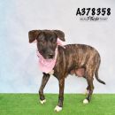 DARLIN's profile on Petfinder.com