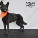 ANTONIO's profile on Petfinder.com