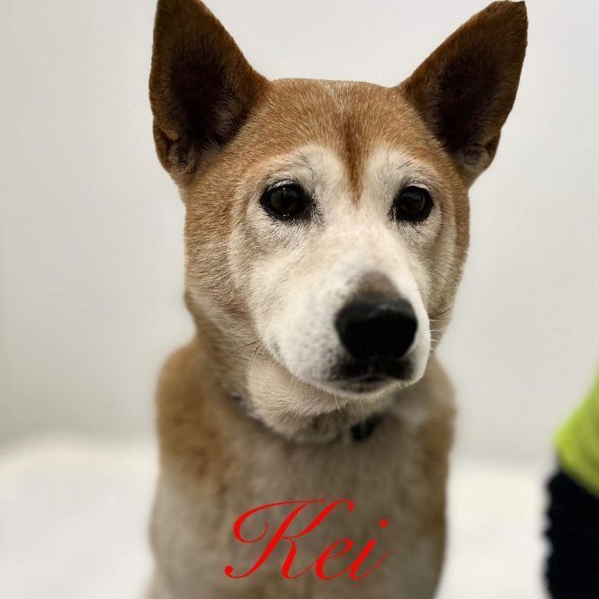 Kei, an adoptable Shiba Inu in Jacksonville, IL, 62650 | Photo Image 1
