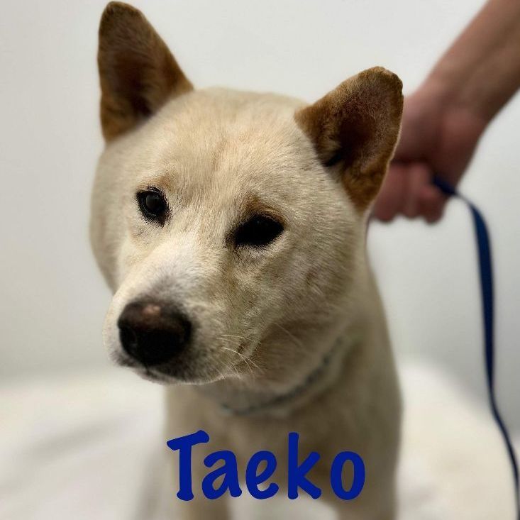 Taeko, an adoptable Shiba Inu in Jacksonville, IL, 62650 | Photo Image 1