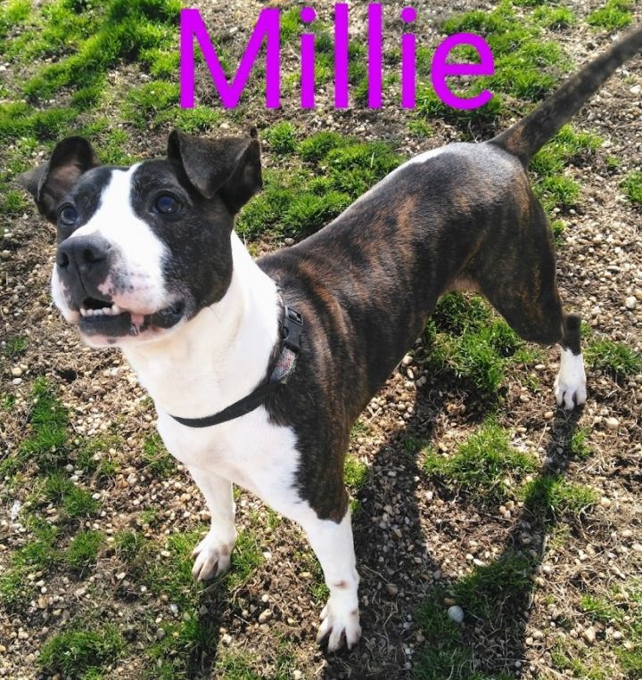 Dog for adoption - Millie, a Boxer & Pit Bull Terrier Mix in Wilson, NC