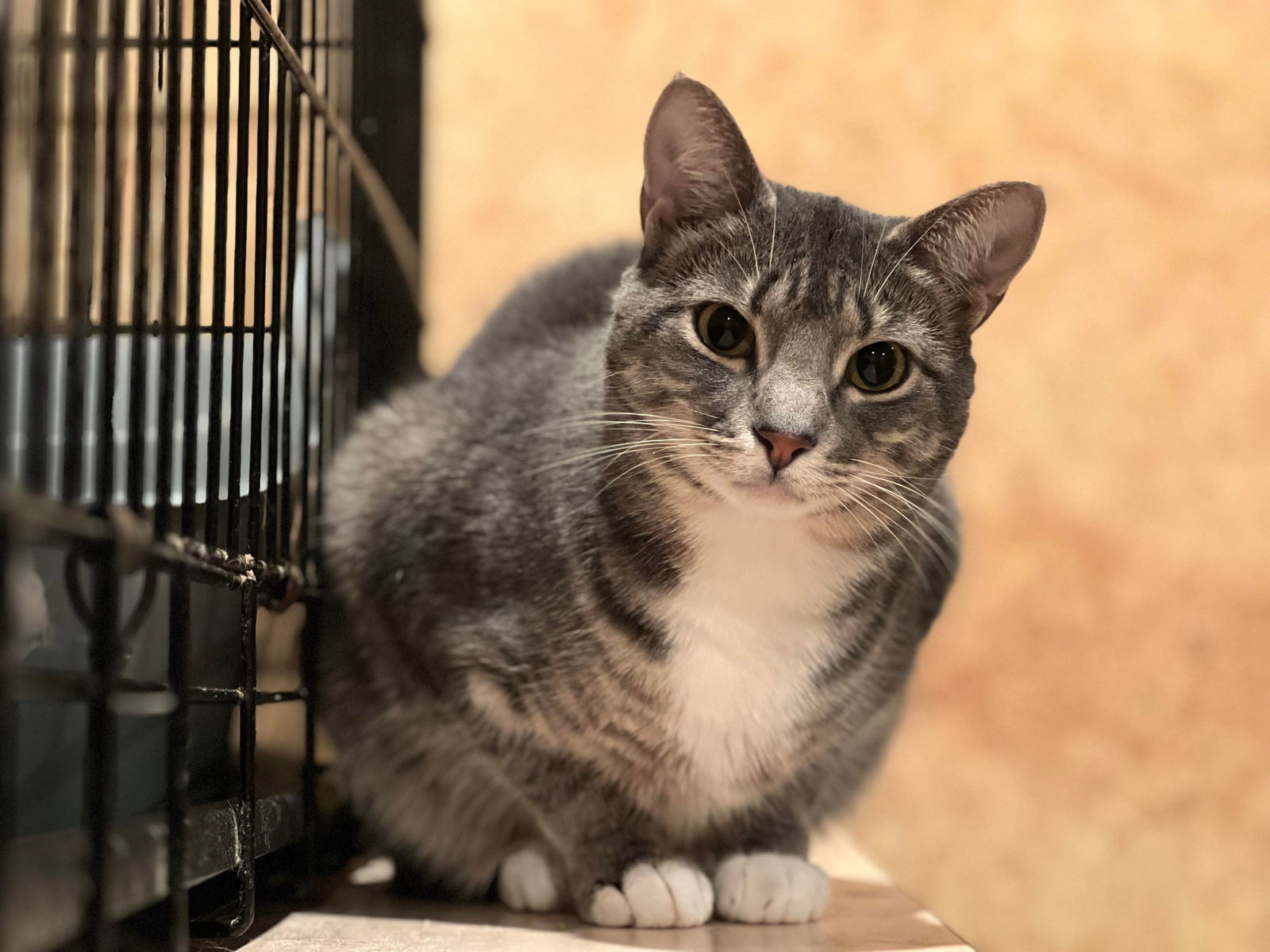 PEBBLE, an adoptable Tabby in Capshaw, AL, 35742 | Photo Image 1