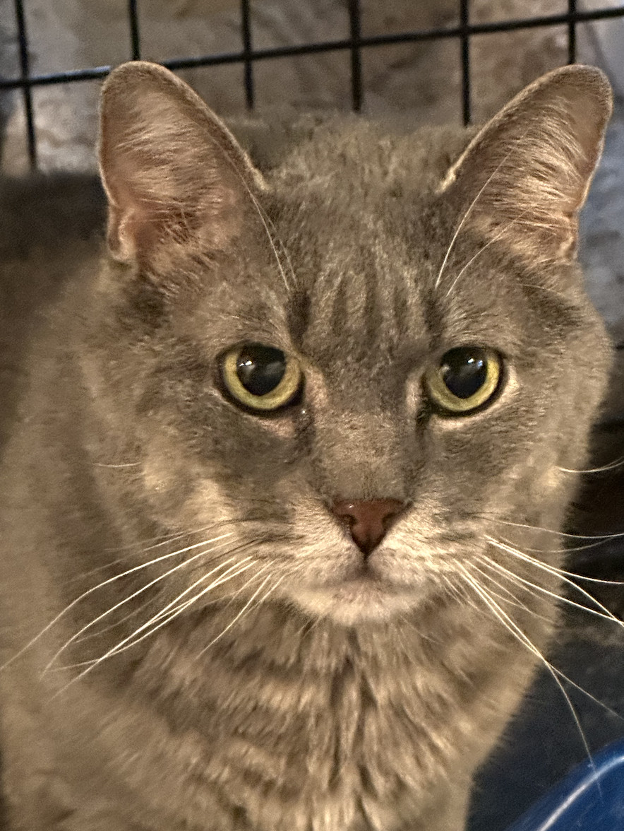 Casper, an adoptable Domestic Short Hair in Raleigh, NC, 27616 | Photo Image 1