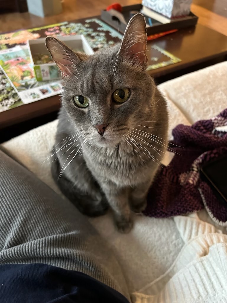 Casper, an adoptable Domestic Short Hair in Raleigh, NC, 27616 | Photo Image 2