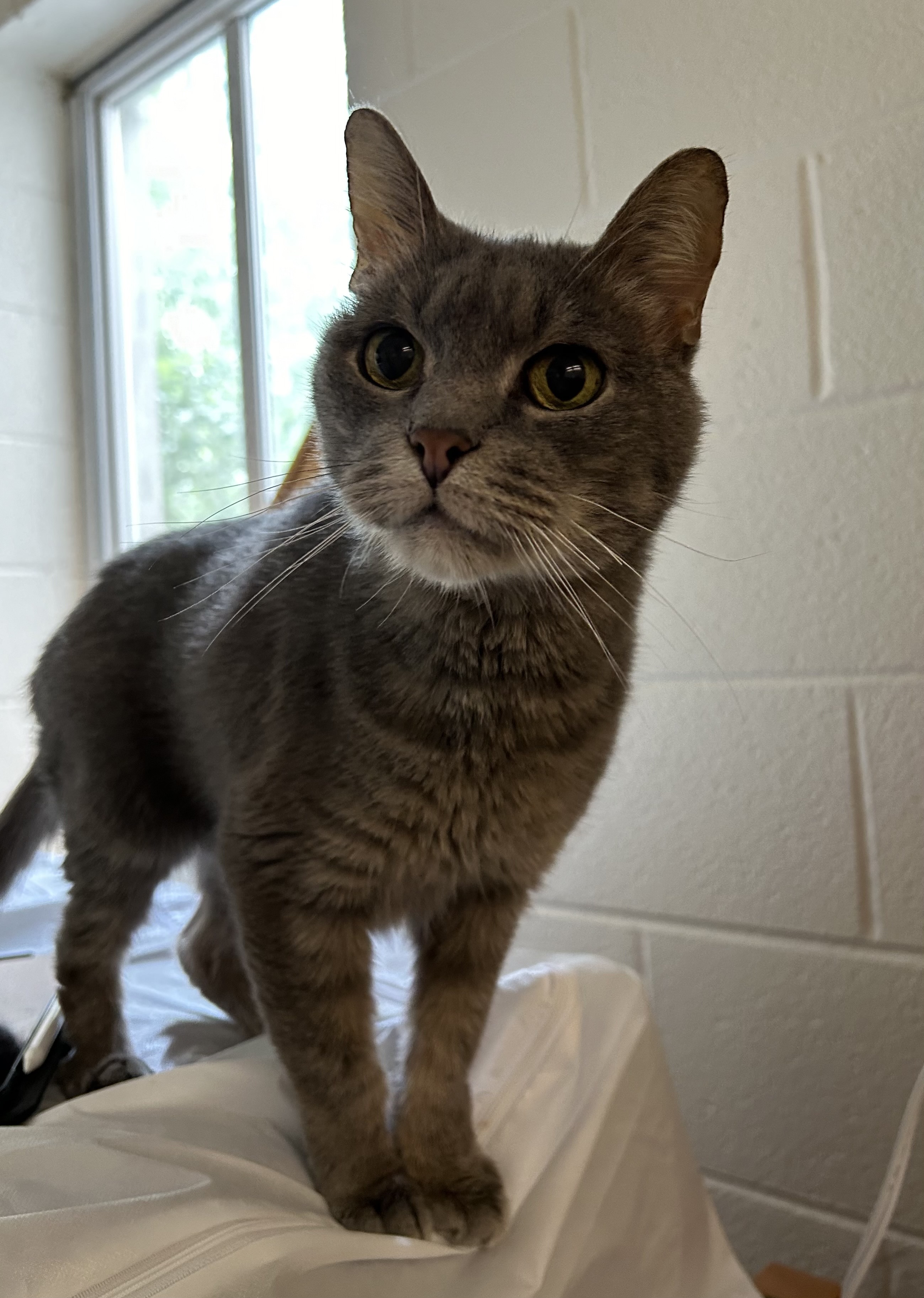 Casper, an adoptable Domestic Short Hair in Raleigh, NC, 27616 | Photo Image 3