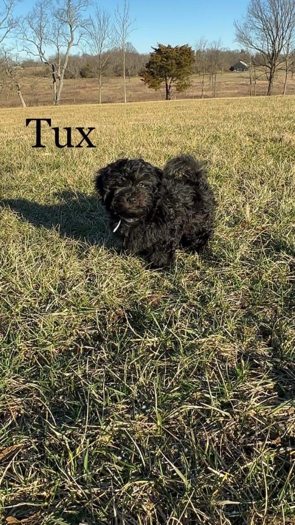 Tux 1