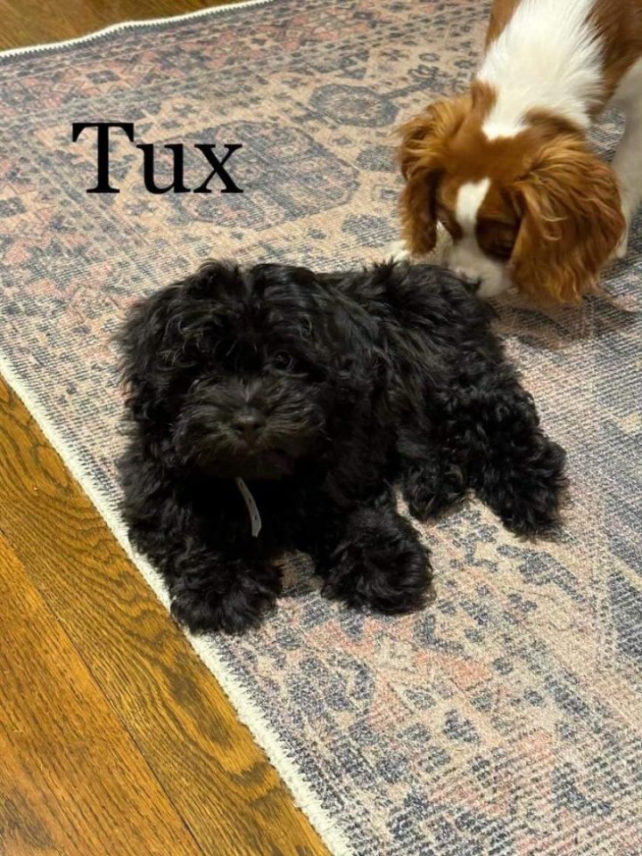 Tux 2