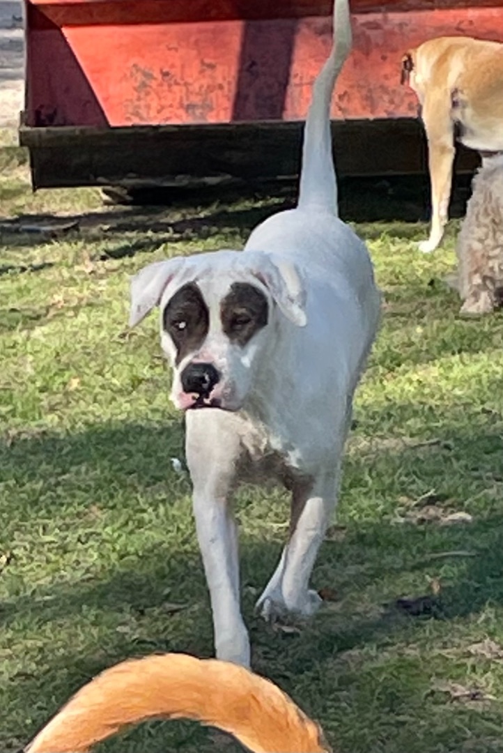 Sampson, an adoptable American Bulldog in Marianna, FL, 32448 | Photo Image 1