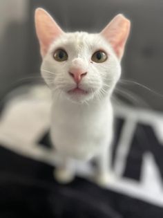 Matilda C Lewis, an adoptable Domestic Short Hair in Saunderstown, RI, 02874 | Photo Image 1