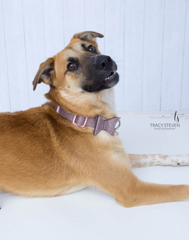 Leia, an adoptable Shepherd & Black Mouth Cur Mix in The Woodlands, TX_image-1