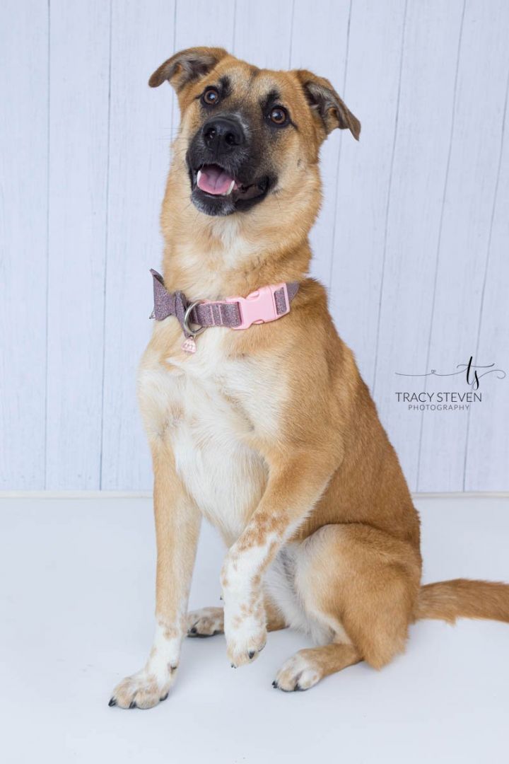 Leia, an adoptable Shepherd & Black Mouth Cur Mix in The Woodlands, TX_image-3