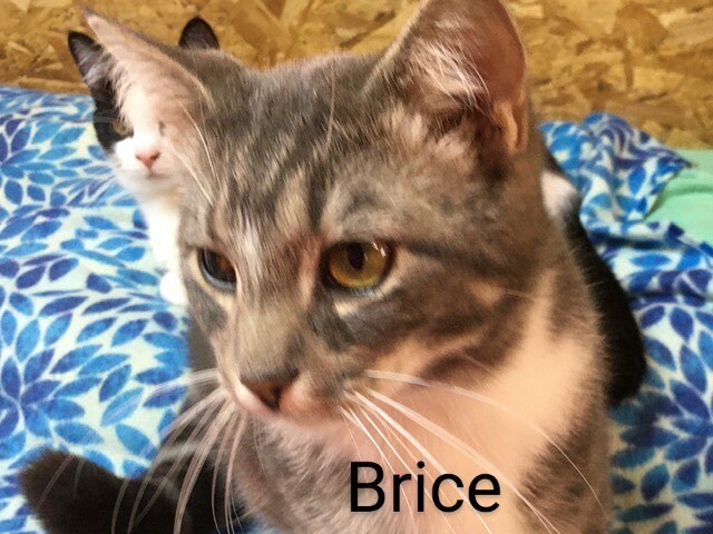 Bryce, an adoptable Domestic Short Hair in St. Marys, OH_image-1
