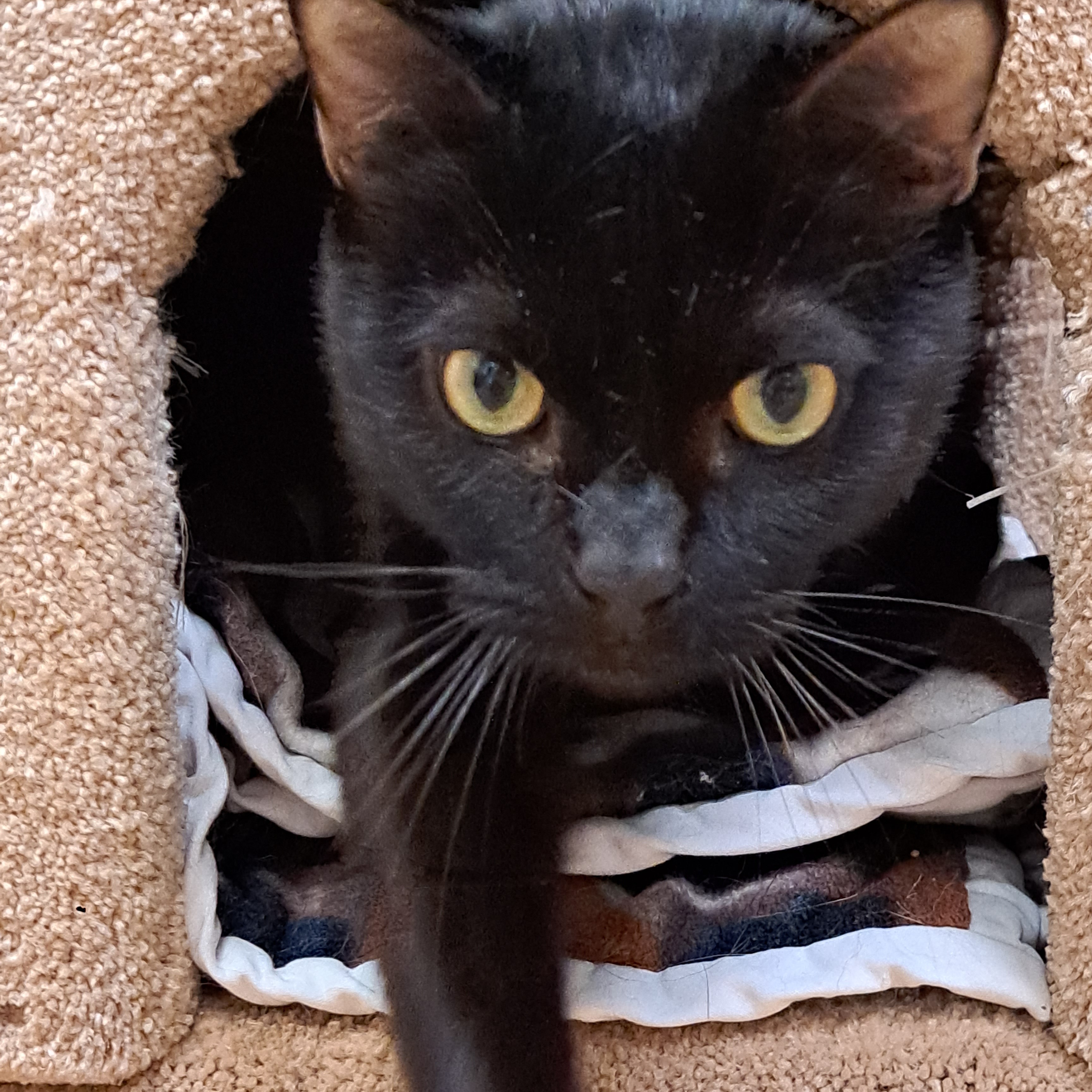 Ember, an adoptable Domestic Short Hair in Maple Ridge, BC, V2W 1A4 | Photo Image 2