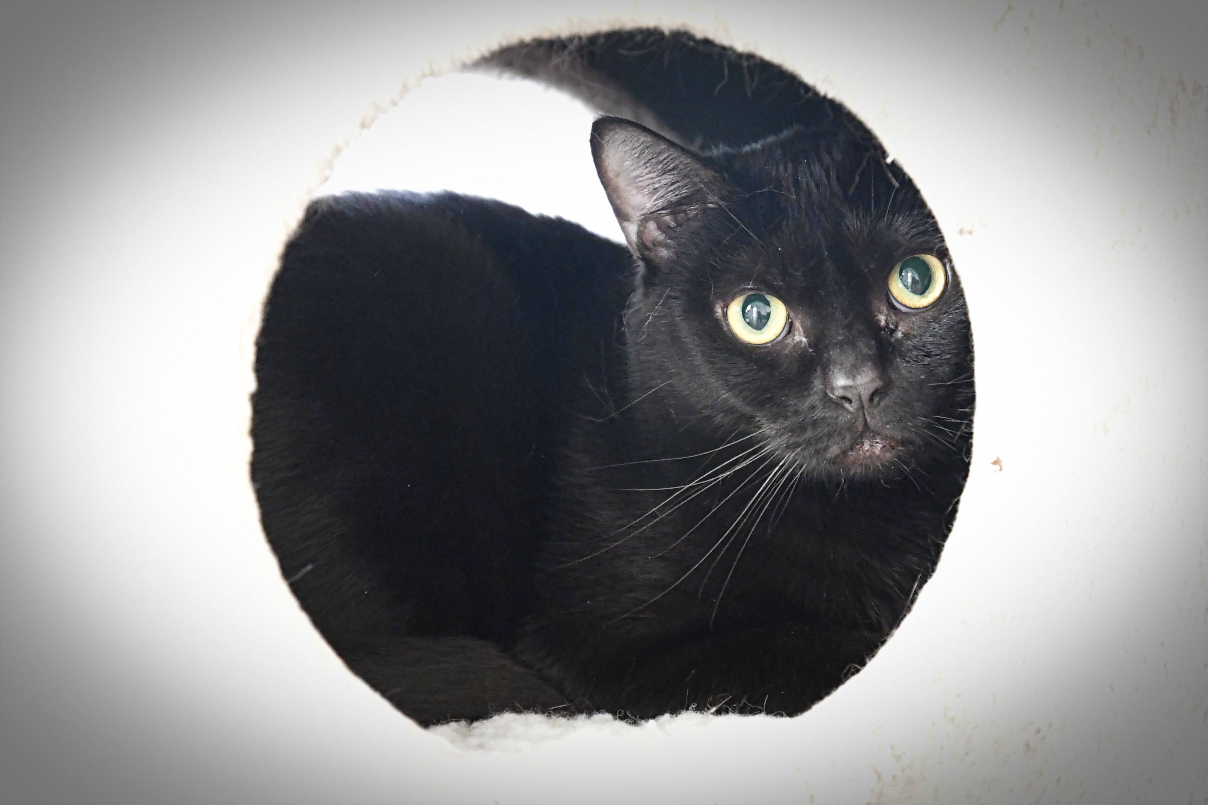 Ember, an adoptable Domestic Short Hair in Maple Ridge, BC, V2W 1A4 | Photo Image 5