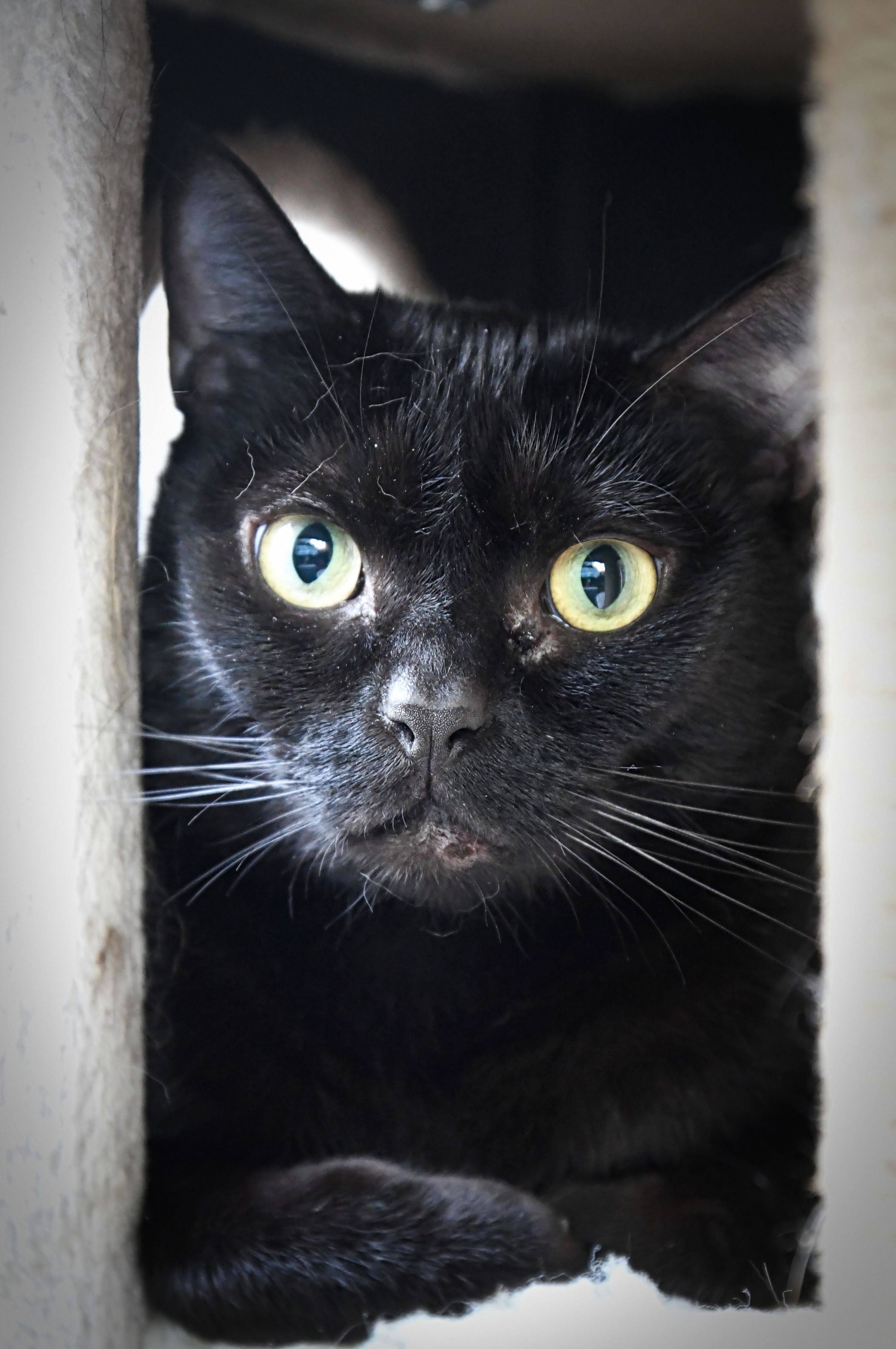 Ember, an adoptable Domestic Short Hair in Maple Ridge, BC, V2W 1A4 | Photo Image 1