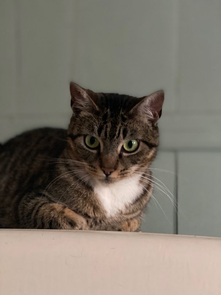 June, an adoptable Tabby & American Shorthair Mix in Century City, CA_image-3