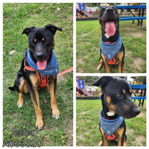 JESTER, an adoptable Rottweiler in San Antonio, TX_image-1