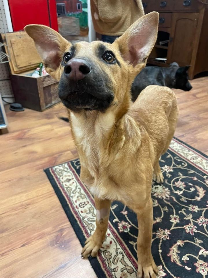 Robin, an adoptable German Shepherd Dog Mix in Cleveland, OK_image-3
