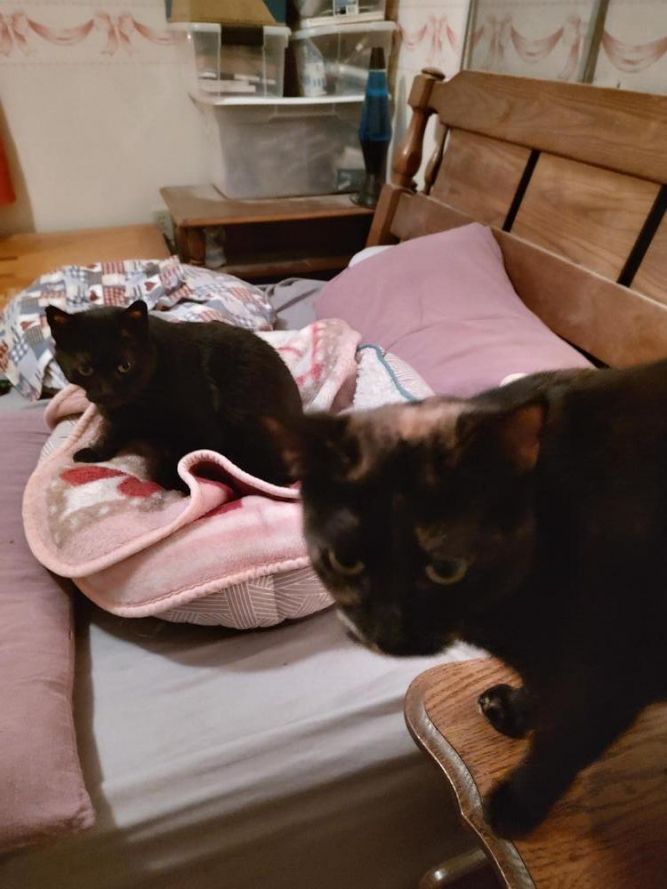 Samantha and Sasha BONDED PAIR