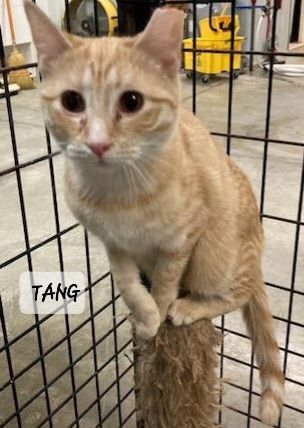 Tang, an adoptable Domestic Short Hair in Urbana, OH_image-2