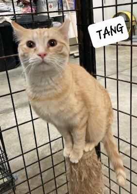 Tang, an adoptable Domestic Short Hair in Urbana, OH_image-1