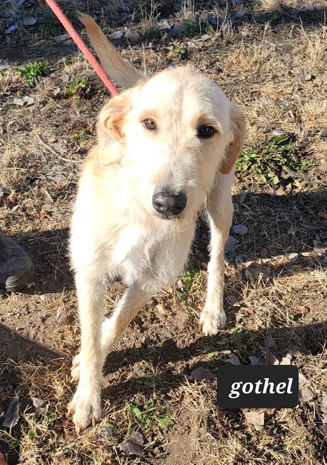 Gothel, an adoptable Irish Wolfhound Mix in Olympia, WA_image-1