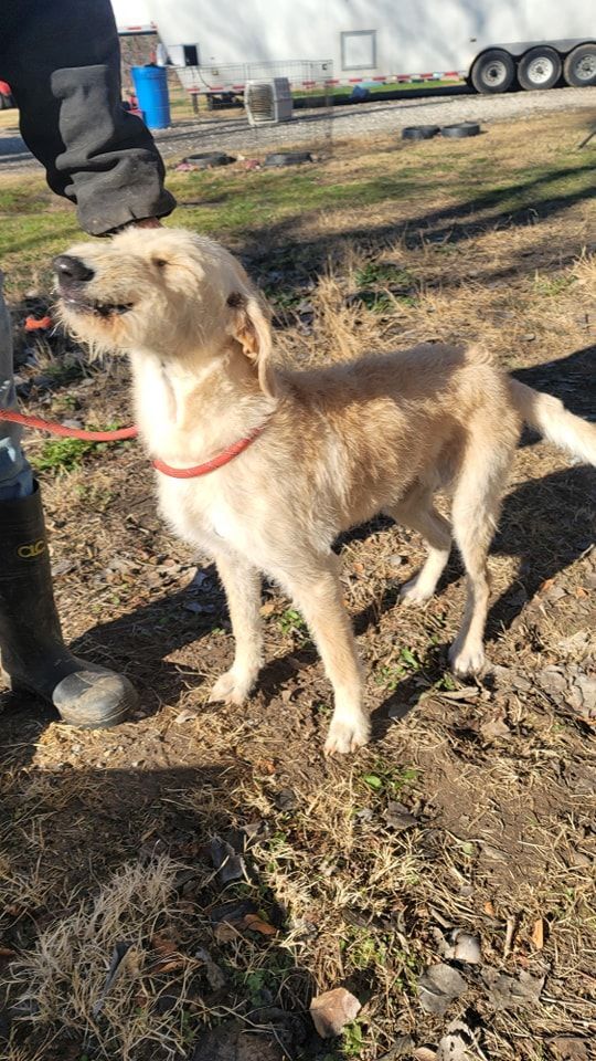 Gothel, an adoptable Irish Wolfhound Mix in Olympia, WA_image-2