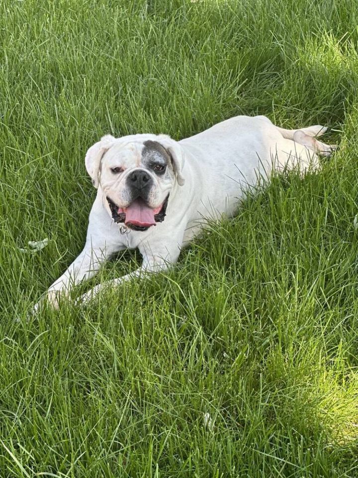 Beefcake, an adoptable American Bulldog Mix in Denver, CO_image-3