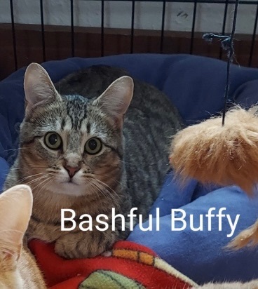 Buffy, an adoptable Domestic Short Hair in Green Bay, WI_image-1