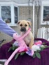 Elsa (EVENT SATURDAY- 1-4- 5348 Dixie Hwy Waterford, MI 48329 EVENT SUNDAY 1-4 PREMIER PET SUPPLY 31215 SOUTHFIELD RD.)