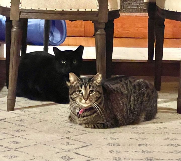 Ozzie (m) & Ellie (f) 5