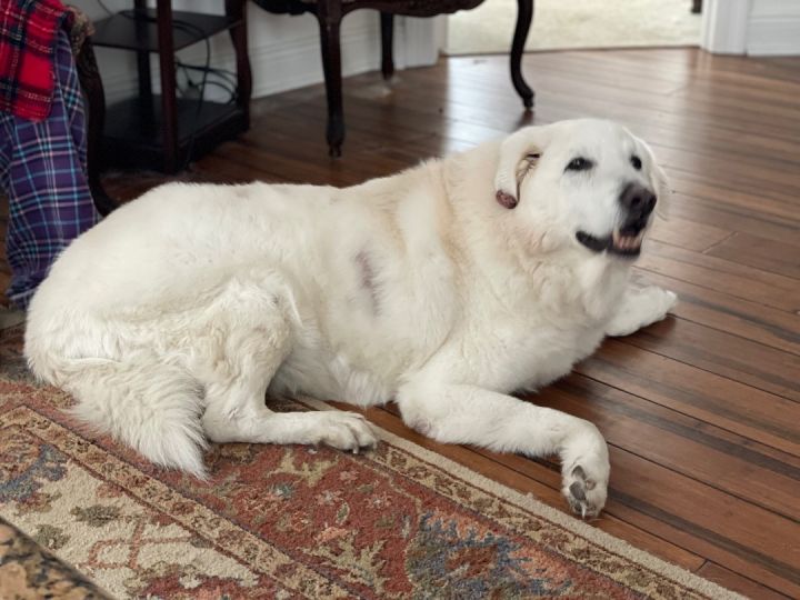 Gandalf, an adoptable Great Pyrenees in Waggaman, LA_image-2