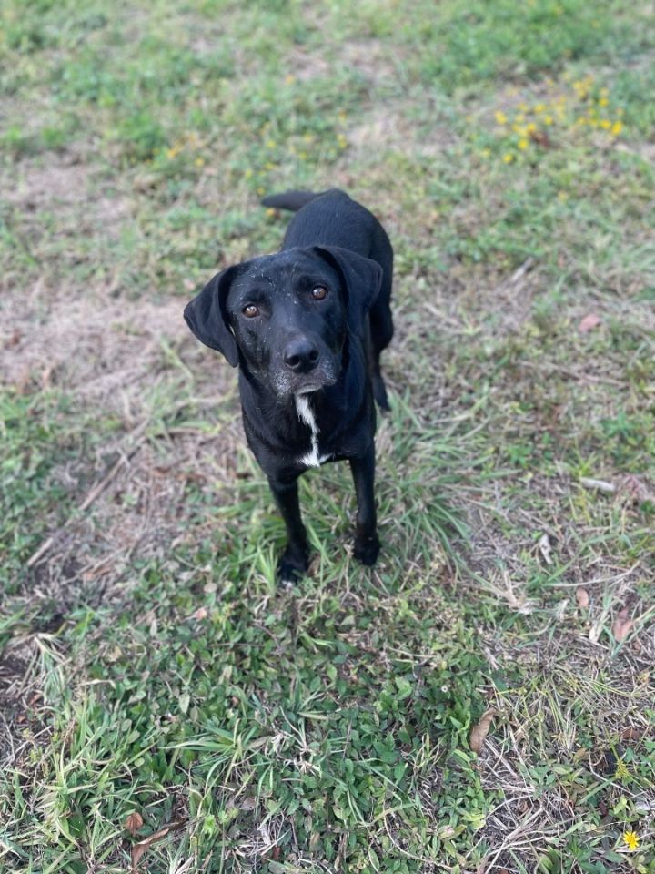 Gracie 2