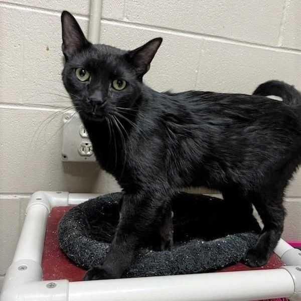 Fred, an adoptable Domestic Short Hair in Wilmington, OH_image-3