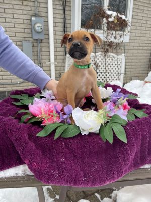 CoCo EVENT SATURDAY- 1-4- 5348 Dixie Hwy Waterford, MI 48329 EVENT SUNDAY 1-4 PREMIER PET SUPPLY 31215 SOUTHFIELD RD.)