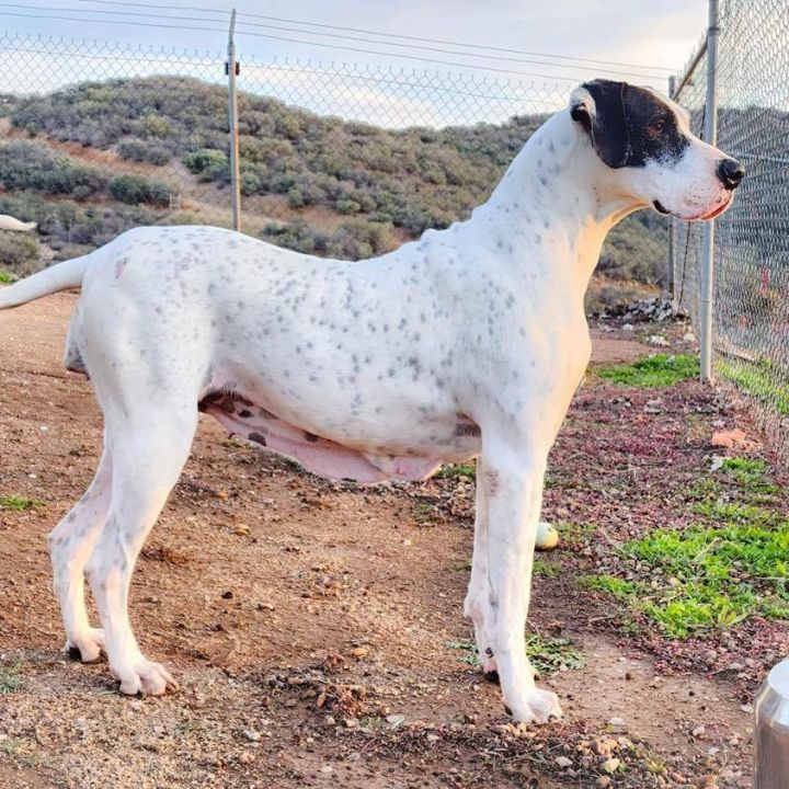 Chrissy, an adoptable Great Dane in Tehachapi, CA_image-1