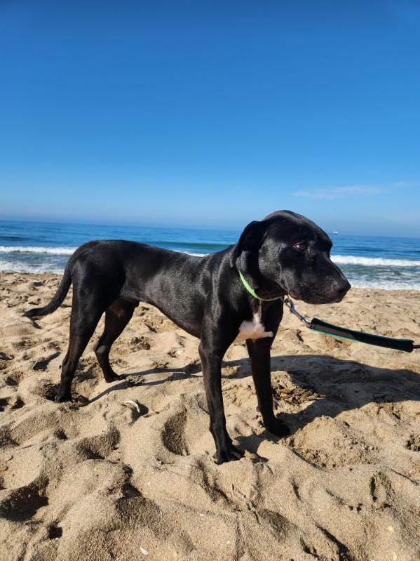 Hermey, an adoptable American Bulldog in Los Angeles, CA_image-1