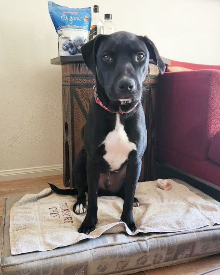 Hermey, an adoptable American Bulldog in Los Angeles, CA_image-3