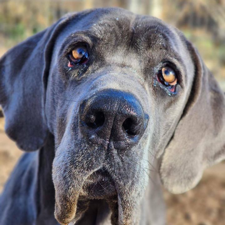 Ripley, an adoptable Great Dane in Tehachapi, CA_image-1