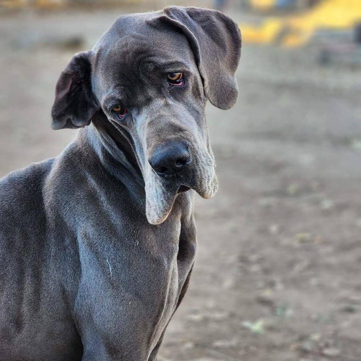 Ripley, an adoptable Great Dane in Tehachapi, CA_image-2