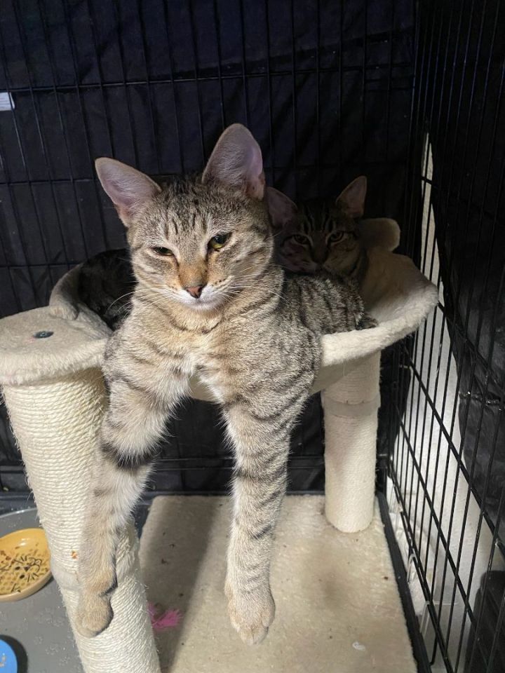 Cat for adoption Quinn (bonded with Annie), a Domestic Short Hair in