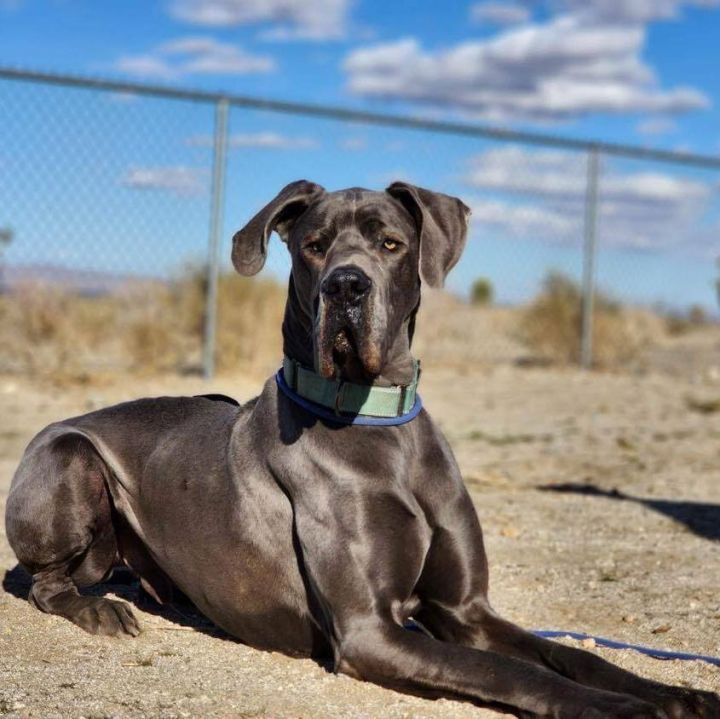 Dog for adoption - Buddy, a Great Dane in Tehachapi, CA | Petfinder