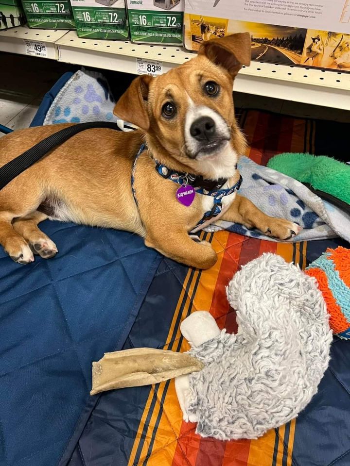 Tripp, an adoptable Basset Hound & Terrier Mix in Minneapolis, MN_image-2