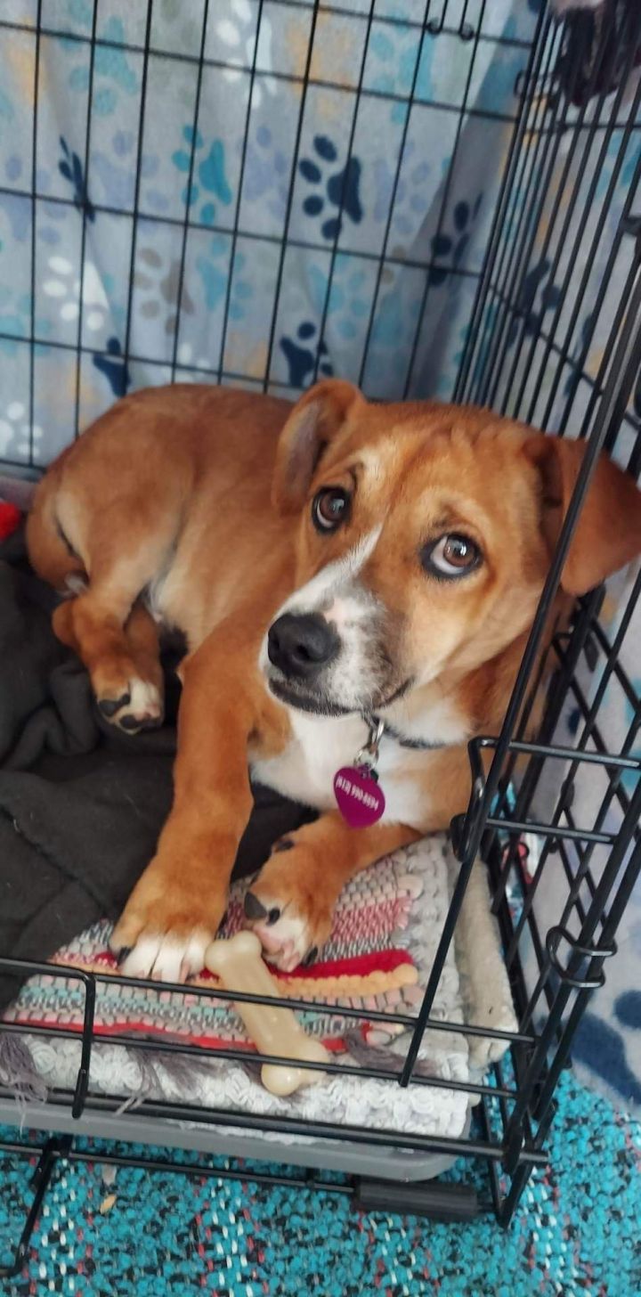 Tripp, an adoptable Basset Hound & Terrier Mix in Minneapolis, MN_image-3